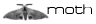 moth
